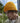 B52N_Beechfield_Organic-Cotton-Waffle-Beanie_B52N_Mustard-Lifestyle