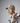 B641_Beechfield_Removable-Patch-Snapback-Trucker_B641-Desert-Sand-Lifestyle-1