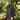 PFJ-4_PFJ-4_2_black